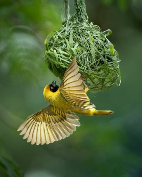 Breathtaking Bird Photos That Reveal Nature’s Majesty