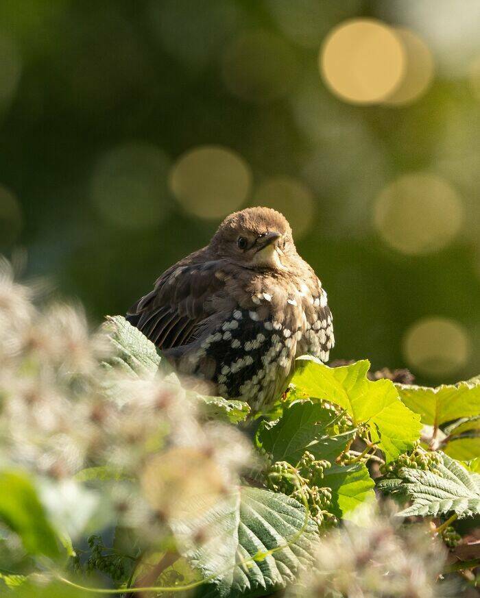Breathtaking Bird Photos That Reveal Nature’s Majesty