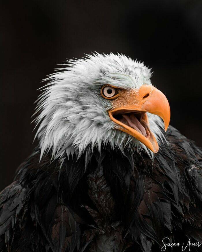 Breathtaking Bird Photos That Reveal Nature’s Majesty