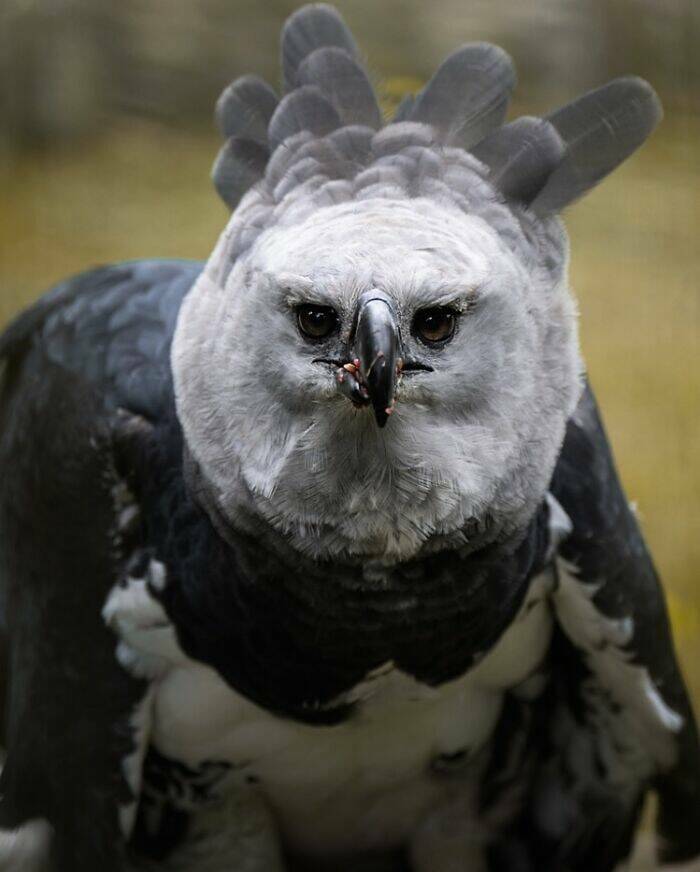 Breathtaking Bird Photos That Reveal Nature’s Majesty