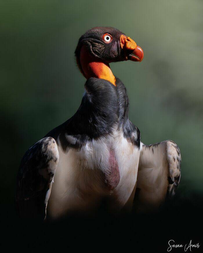 Breathtaking Bird Photos That Reveal Nature’s Majesty