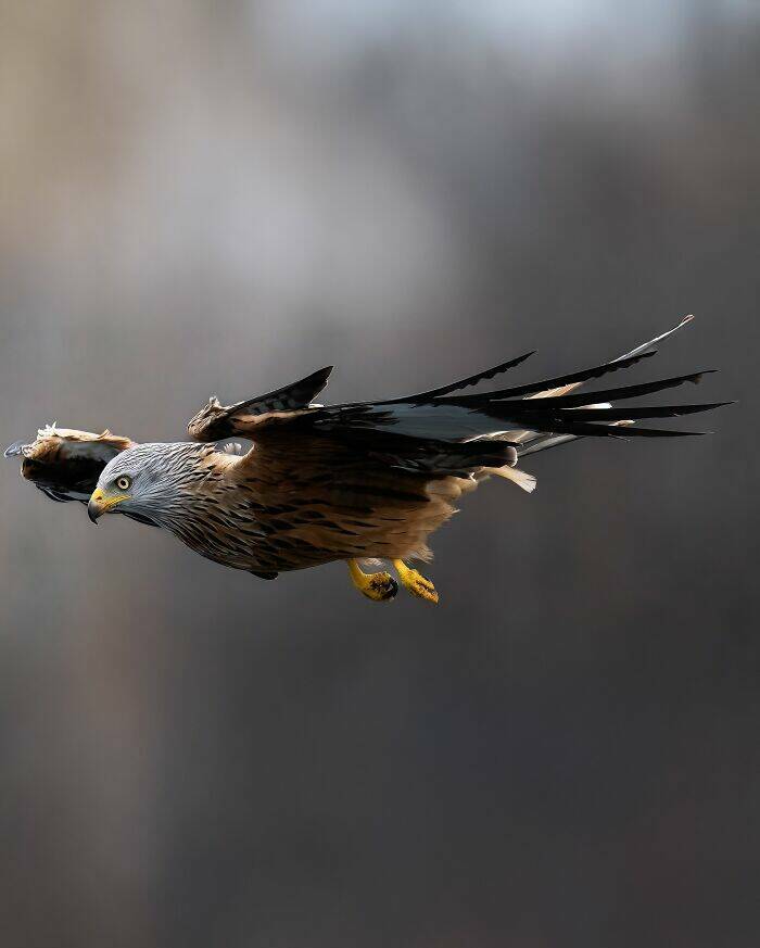 Breathtaking Bird Photos That Reveal Nature’s Majesty