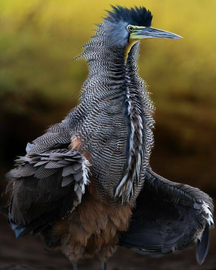 Breathtaking Bird Photos That Reveal Nature’s Majesty