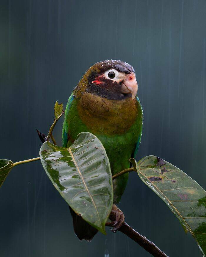 Breathtaking Bird Photos That Reveal Nature’s Majesty