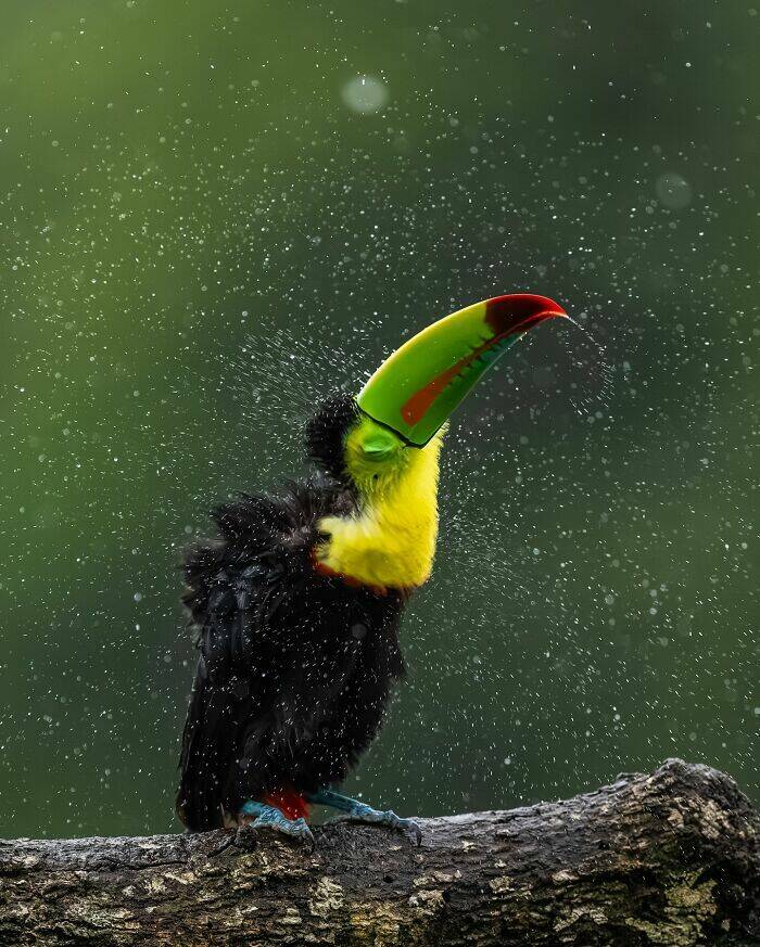 Breathtaking Bird Photos That Reveal Nature’s Majesty