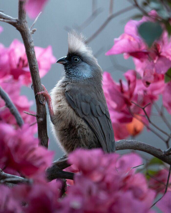 Breathtaking Bird Photos That Reveal Nature’s Majesty