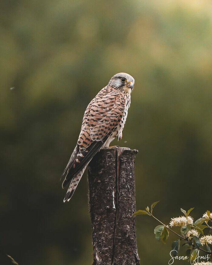 Breathtaking Bird Photos That Reveal Nature’s Majesty