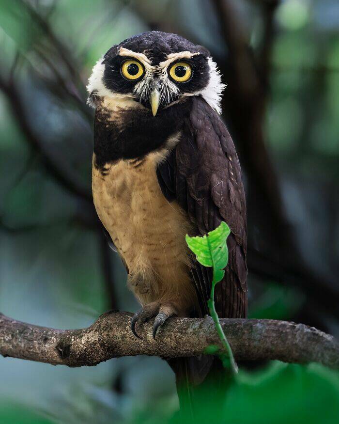 Breathtaking Bird Photos That Reveal Nature’s Majesty