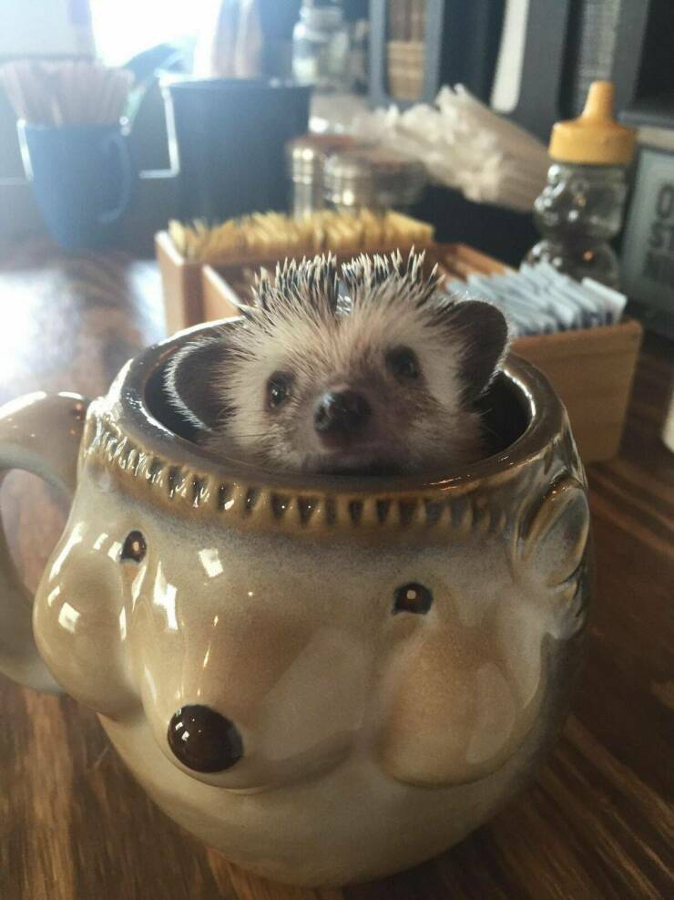 Morning Picdump Morning Picdump