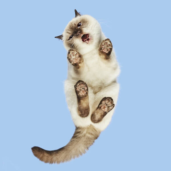 Cats Caught Being Cute — and We’re Here for It