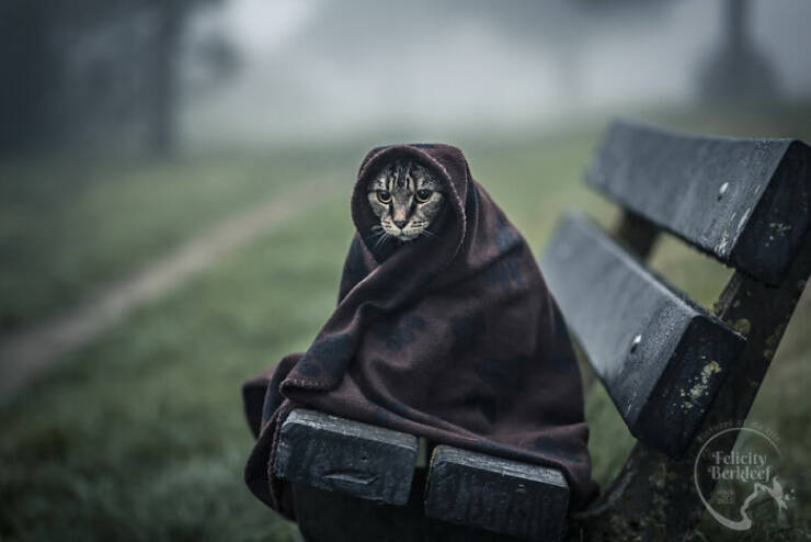 Cats Caught Being Cute — and We’re Here for It