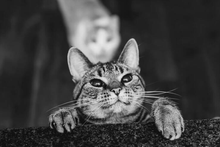 Cats Caught Being Cute — and We’re Here for It