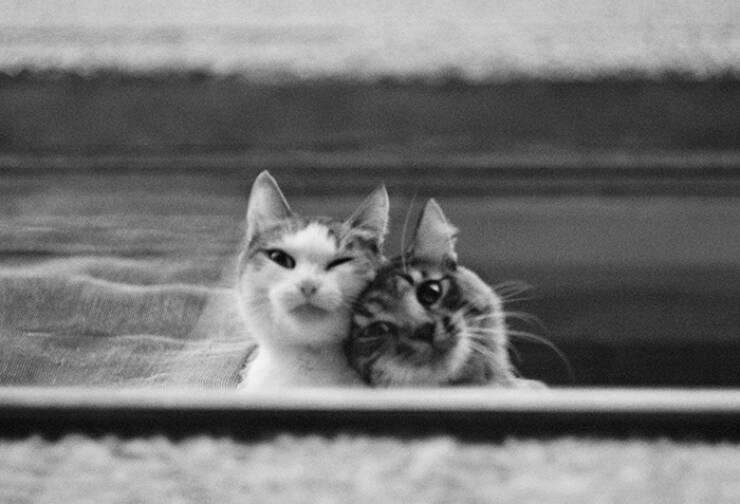 Cats Caught Being Cute — and We’re Here for It