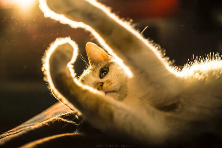 Cats Caught Being Cute — and We’re Here for It