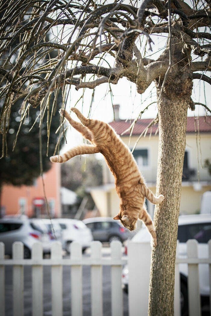 Cats Caught Being Cute — and We’re Here for It