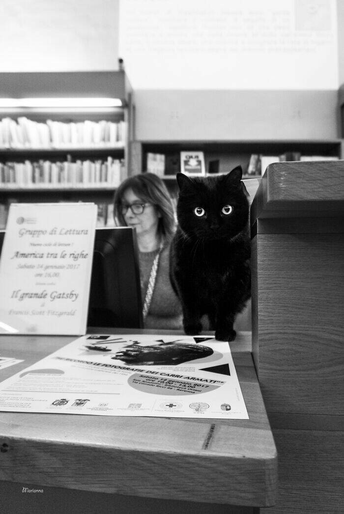 Cats Caught Being Cute — and We’re Here for It