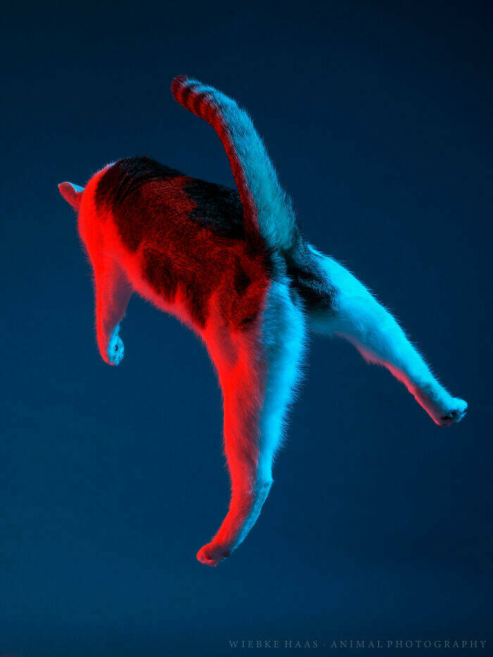 Cats Caught Being Cute — and We’re Here for It