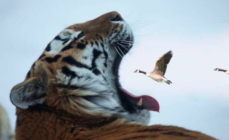 The Perfect Shot Comes Down to Perfect Timing The Perfect Shot Comes Down to Perfect Timing