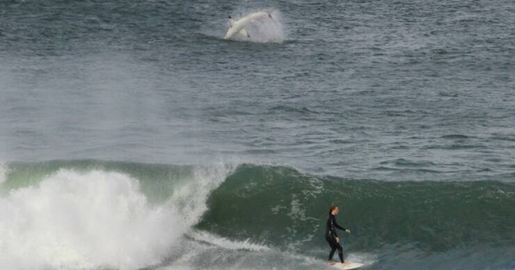 The Perfect Shot Comes Down to Perfect Timing The Perfect Shot Comes Down to Perfect Timing