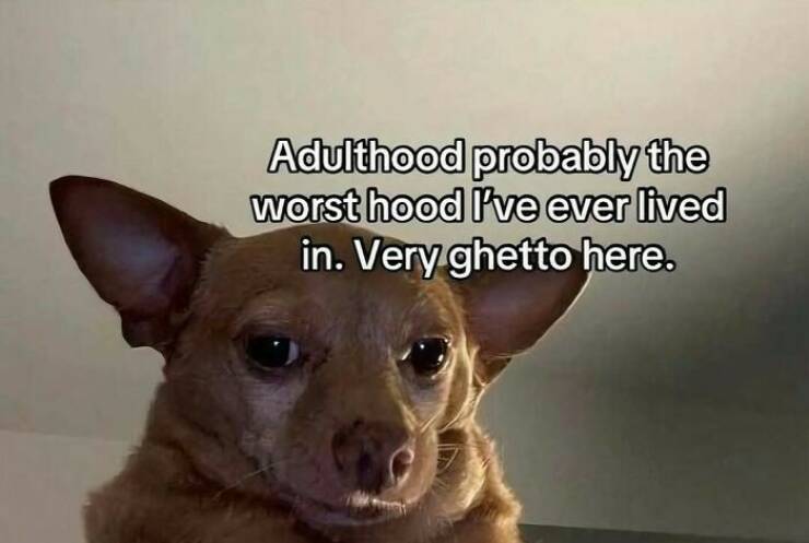 These Memes Know Too Much About Your Life These Memes Know Too Much About Your Life