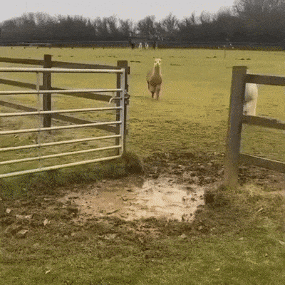 Daily Gifdump Daily Gifdump