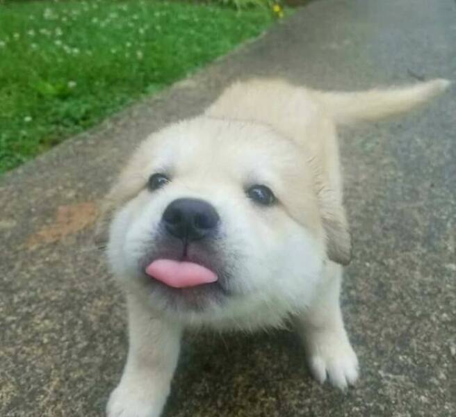 Unhinged Animal Moments That Are Pure Goblin Energy Unhinged Animal Moments That Are Pure Goblin Energy