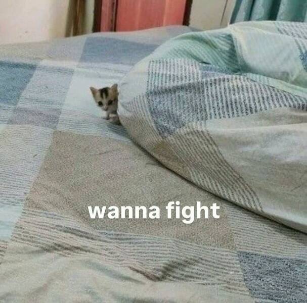 Unhinged Animal Moments That Are Pure Goblin Energy Unhinged Animal Moments That Are Pure Goblin Energy