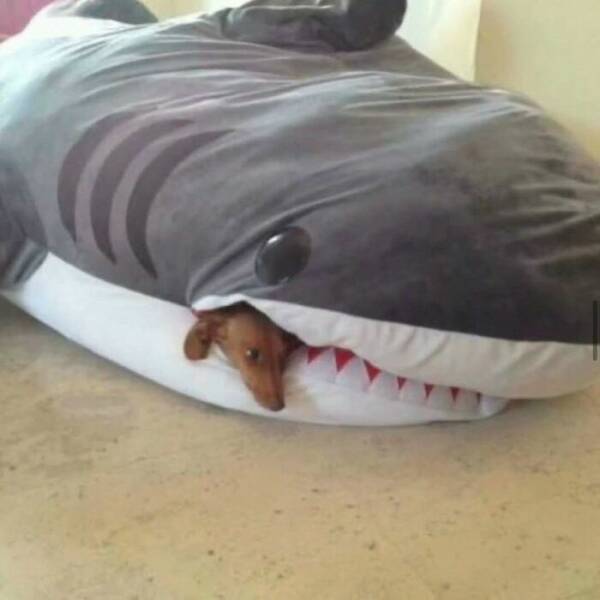 Unhinged Animal Moments That Are Pure Goblin Energy Unhinged Animal Moments That Are Pure Goblin Energy