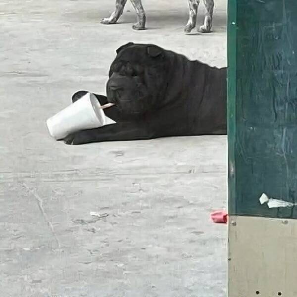 Unhinged Animal Moments That Are Pure Goblin Energy Unhinged Animal Moments That Are Pure Goblin Energy