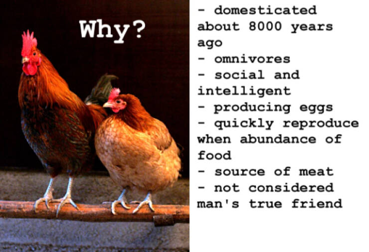 When History Meets Humor When History Meets Humor