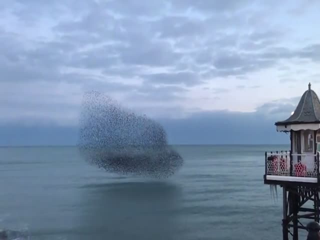 A Murmuration of European Starlings