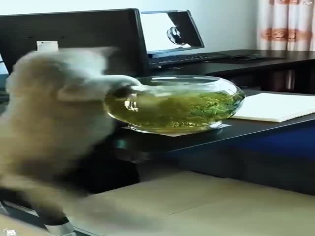 Pure Chaos