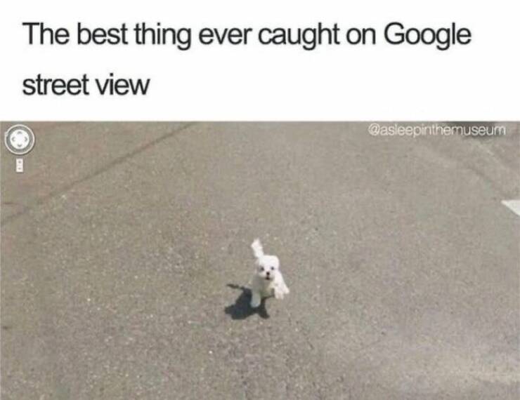 Hilarious Dog Memes to Brighten Your Weary Day