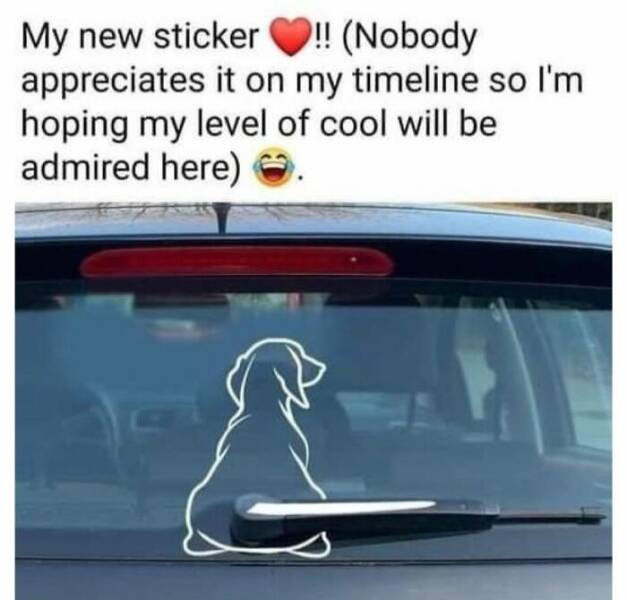 Hilarious Dog Memes to Brighten Your Weary Day