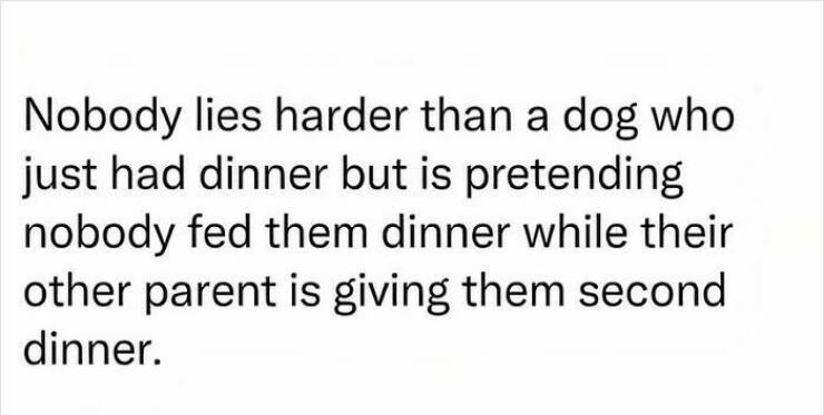 Hilarious Dog Memes to Brighten Your Weary Day