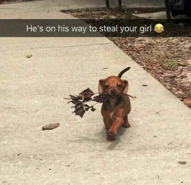 Hilarious Dog Memes to Brighten Your Weary Day