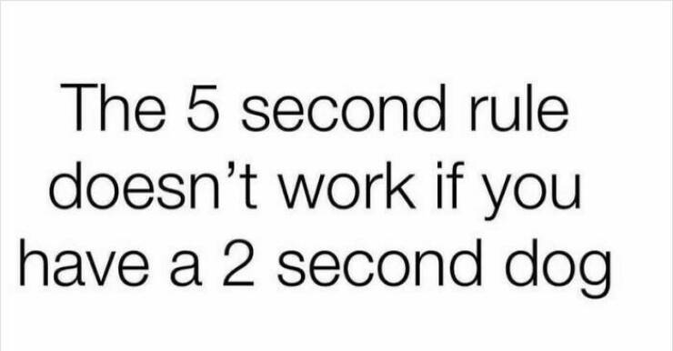 Hilarious Dog Memes to Brighten Your Weary Day