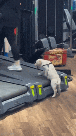 Daily Gifdump Daily Gifdump