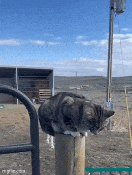 Daily Gifdump Daily Gifdump