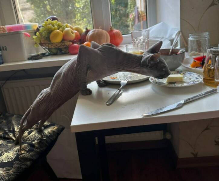 Every Day Feels Better With A Cat