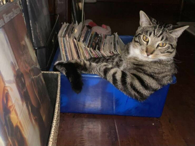 Every Day Feels Better With A Cat