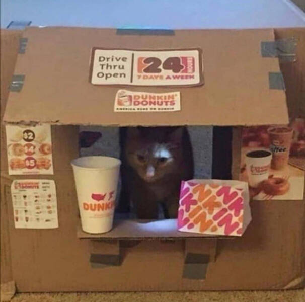 Every Day Feels Better With A Cat