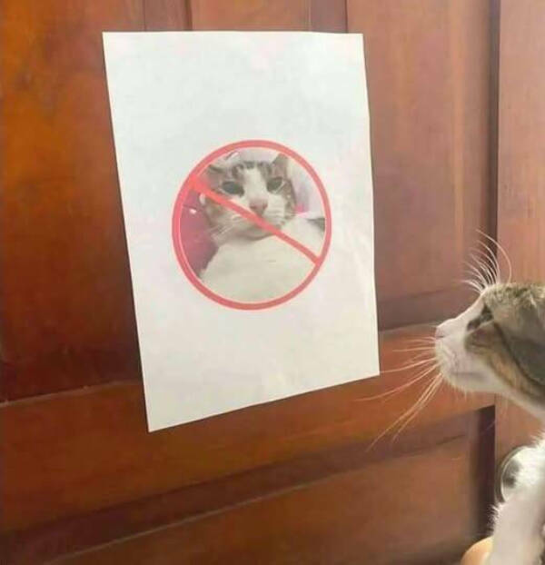 Every Day Feels Better With A Cat