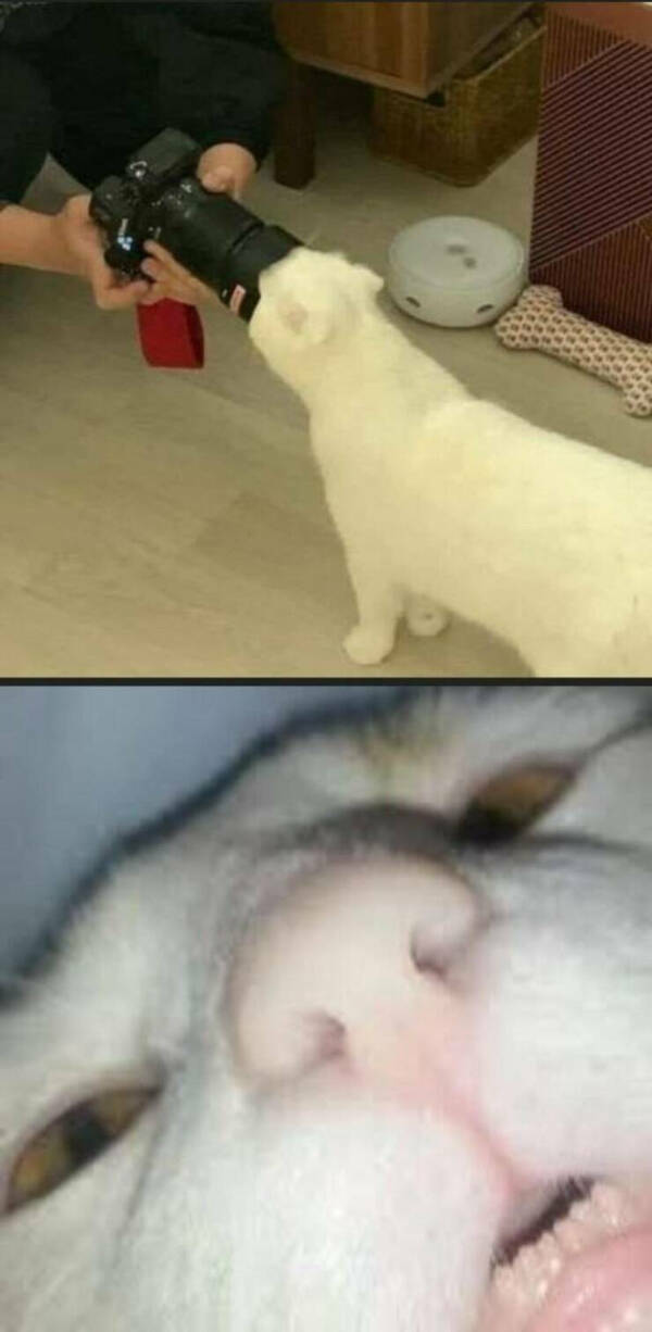 Every Day Feels Better With A Cat