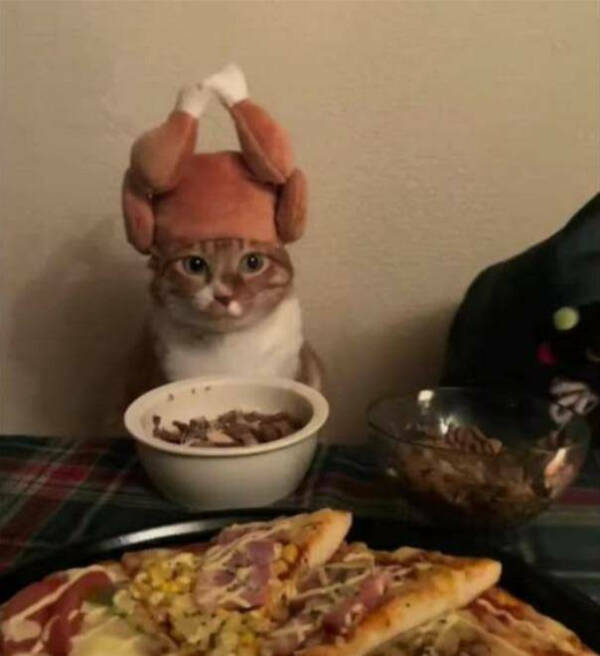 Every Day Feels Better With A Cat