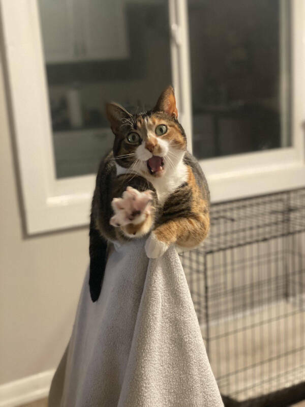 Every Day Feels Better With A Cat