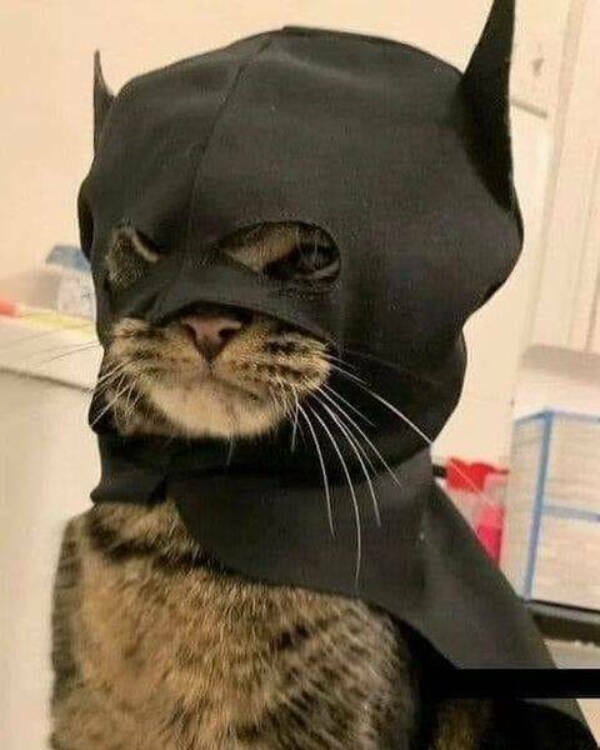 Every Day Feels Better With A Cat