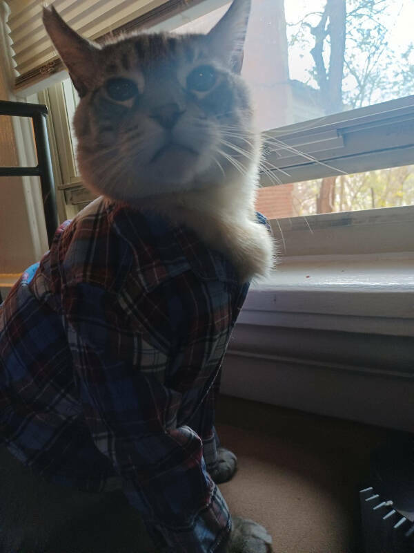 Every Day Feels Better With A Cat