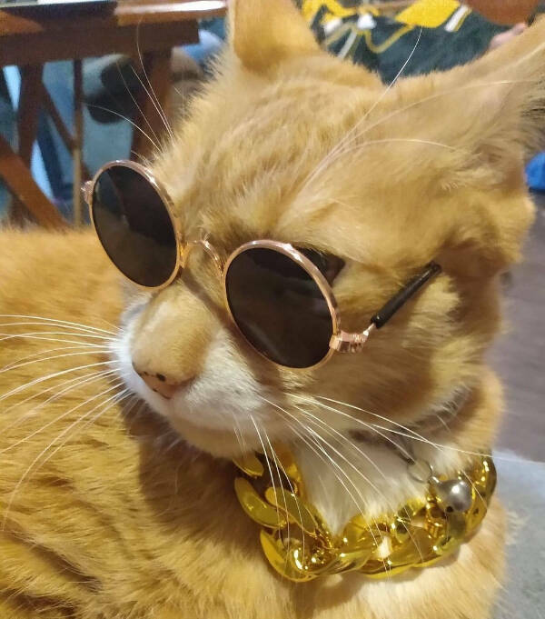 Every Day Feels Better With A Cat