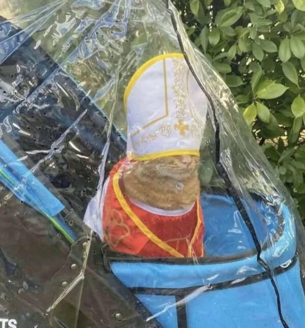 Every Day Feels Better With A Cat